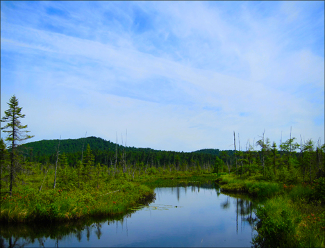 Adirondack Wetlands:  Barnum Bog at the Paul Smiths VIC